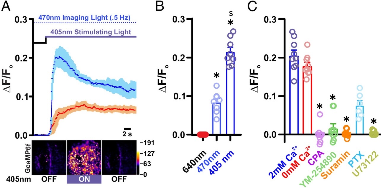 pnas.2418429121fig01-copy